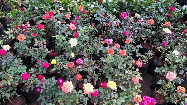 Vista Panorámica Coloridas Flores Plantas Rosas — Foto de Stock