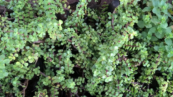 Crassula Ovata Allgemein Bekannt Als Jadepflanze Glückspflanze Geldpflanze Oder Geldbaum — Stockfoto