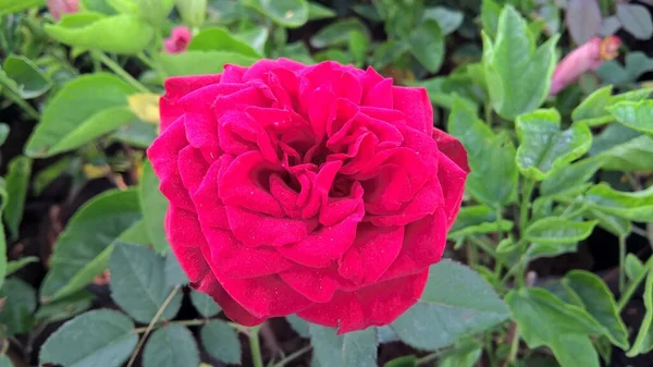 Vista Cênica Flores Rosas Plantas Para Uso Multiúso — Fotografia de Stock