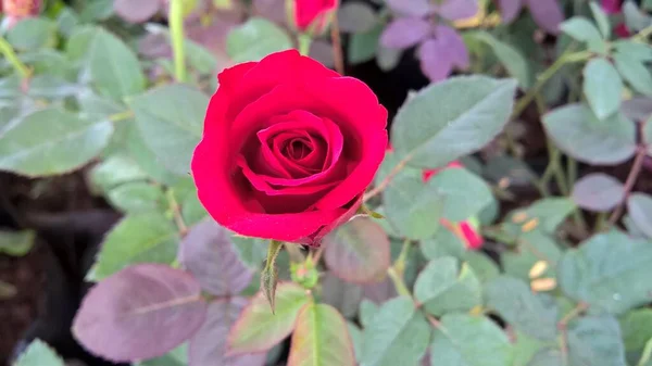 Vista Cênica Flores Rosas Plantas Para Uso Multiúso — Fotografia de Stock