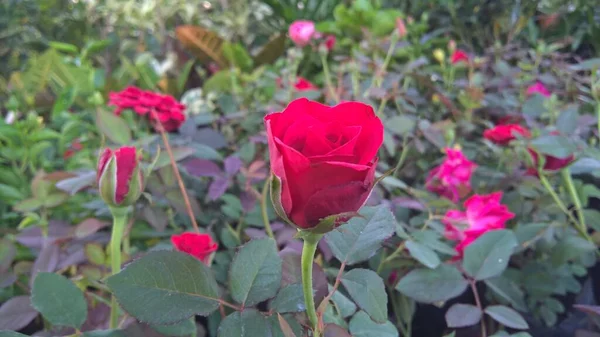 Мальовничий Вид Квіти Троянд Рослини Багатоцільового Використання — стокове фото