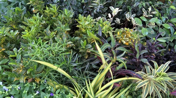Vista Panorâmica Folhas Plantas Verdes Para Uso Multiúso — Fotografia de Stock