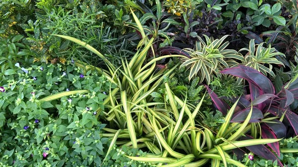 Çok Amaçlı Kullanım Için Yeşil Yaprakların Bitkilerin Manzarası — Stok fotoğraf