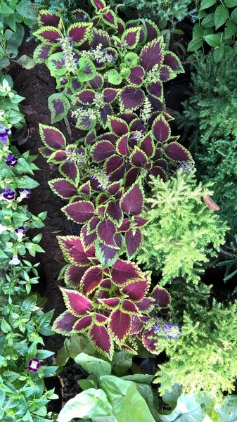 Мальовничий Вид Рослини Колумба Також Відомі Coleus Blumei Або Plectranthus — стокове фото