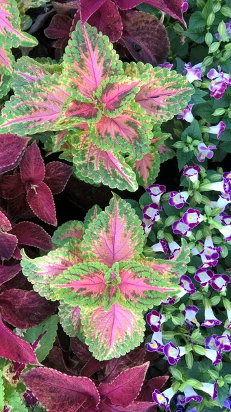 Мальовничий Вид Рослини Колумба Також Відомі Coleus Blumei Або Plectranthus — стокове фото