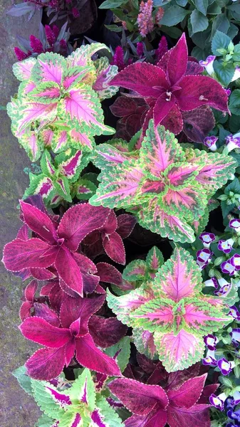 Malebný Pohled Rostliny Jádra Také Nazývané Coleus Blumei Nebo Plectranthus — Stock fotografie