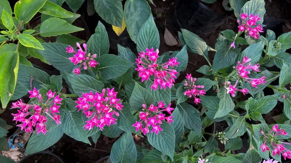 Çok Amaçlı Kullanım Için Pembe Renk Çiçekleri Bitkilerin Manzarası — Stok fotoğraf