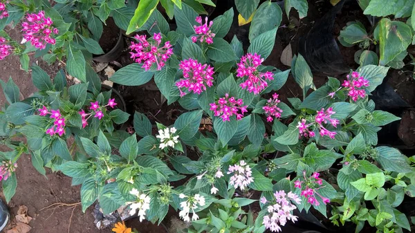 Vista Panorámica Flores Coloridas Plantas Para Uso Multipropósito — Foto de Stock