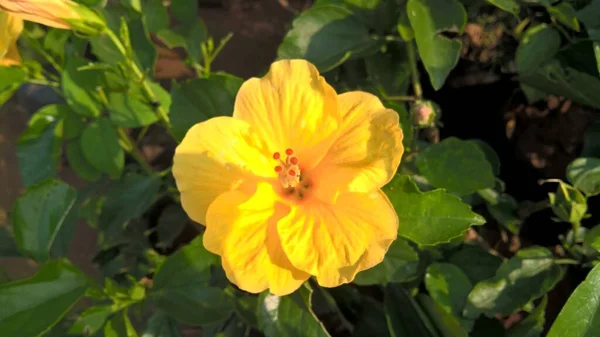 Vista Panorâmica Hibisco Flor Rosmanapermitir Para Uso Multiúso — Fotografia de Stock