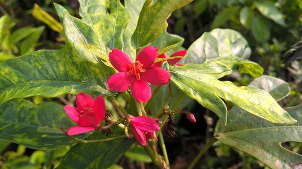 Vista Panoramica Fiori Colorati Piante Uso Multiuso — Foto Stock