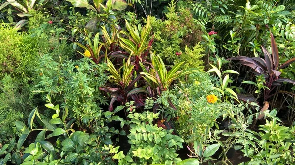 Scenic View Green Leaves Plants Multipurpose Use — Stock Photo, Image