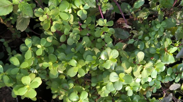 Crassula Ovata Comunemente Conosciuta Come Pianta Giada Pianta Fortunata Pianta — Foto Stock