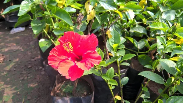 Malowniczy Widok Hibiscus Lub Kwiat Róży Użytku Wielofunkcyjnego — Zdjęcie stockowe