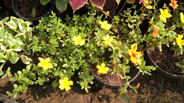 Malowniczy Widok Kolorowych Kwiatów Roślin Wielofunkcyjnego Użytku — Zdjęcie stockowe