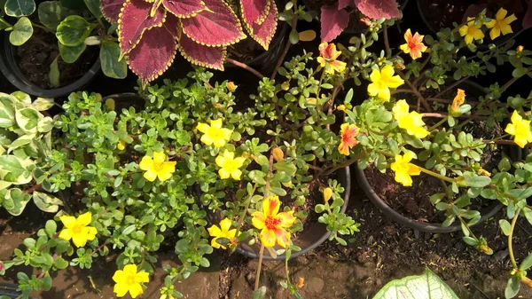 Vista Panorámica Flores Coloridas Plantas Para Uso Multipropósito —  Fotos de Stock