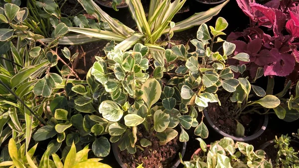 Мальовничий Вид Зелене Листя Рослини Багатоцільового Використання — стокове фото