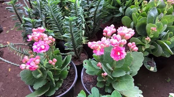 粉红彩花及多用途植物的景致 — 图库照片
