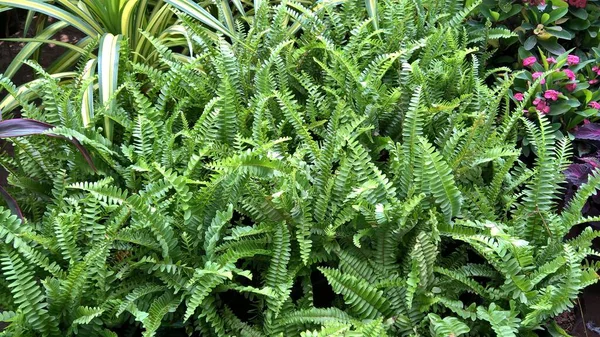 Vista Panorâmica Plantas Folhas Verdes Para Uso Multiúso — Fotografia de Stock