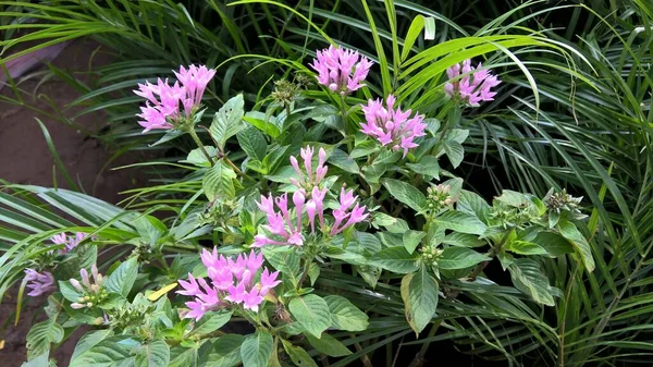 Scenisk Bild Rosa Färg Blommor Och Växter För Flera Ändamål — Stockfoto
