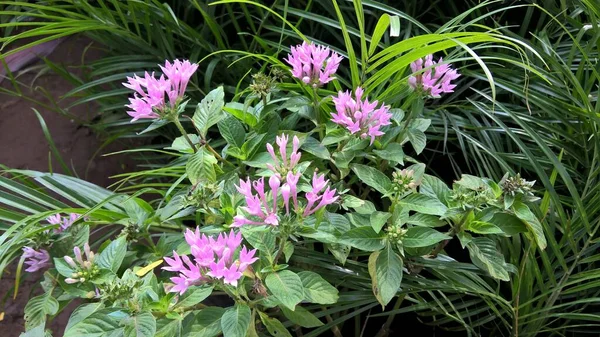 Szenische Ansicht Der Rosa Farbe Blumen Und Pflanzen Für Den — Stockfoto