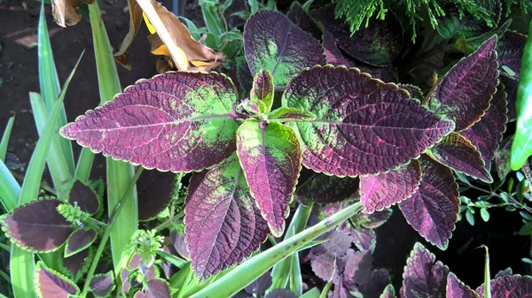 Vista Panoramica Piante Coleus Chiamate Anche Coleus Blumei Plectranthus Scutellarioides — Foto Stock