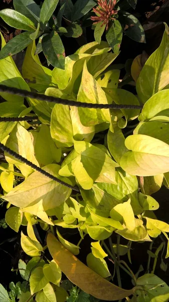 Scenic View Golden Pothos Also Known Money Plant — Stock Photo, Image