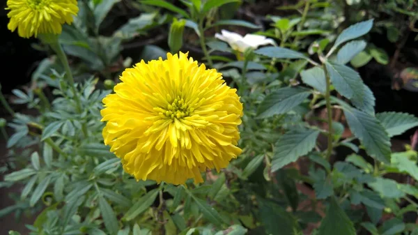 Cor Amarela Tagetes Flor Planta — Fotografia de Stock