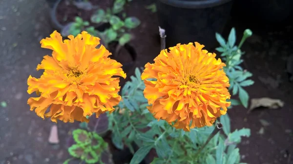 Marigold Narancs Szín Tagetes Virág Növény — Stock Fotó