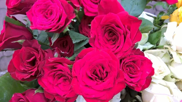 Γραφική Άποψη Του Συνόλου Των Τριαντάφυλλων Λουλούδια Για Χρήση Πολλαπλών — Φωτογραφία Αρχείου