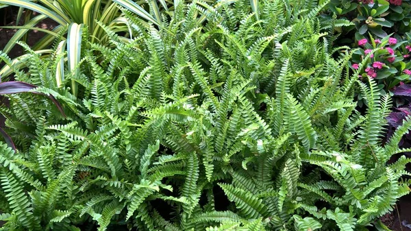 Szenische Ansicht Der Grünen Blätter Pflanzen Für Den Mehrzweck Einsatz Stockbild