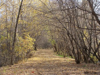 Sonbaharın sonlarında orman yolu. Ekim 'de sarı yapraklar dökülüyor. Doğa kışın donmasını bekliyor..