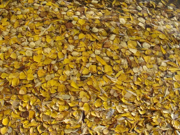 Yellow Leaves Water Surface Late October Autumn Landscape — Stock Photo, Image