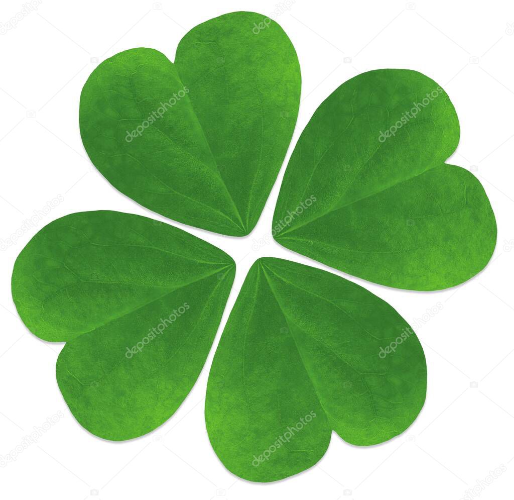 Four leaf clover on isolated white background