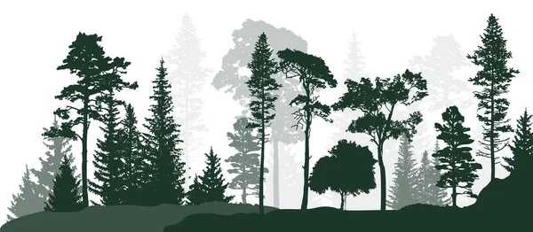 Illustration Vectorielle Avec Des Pins Élevés Dans Forêt Sapins Isolés — Image vectorielle