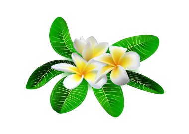 Beyaz arka planda yeşil yapraklı gerçekçi beyaz-sarı plumeria (frangipani) çiçekleri. Vektör illüstrasyonu