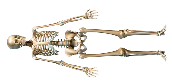 Squelette Humain Devant Vecteur Dessiné Avec Beaucoup Détails Temps Maillage — Image vectorielle