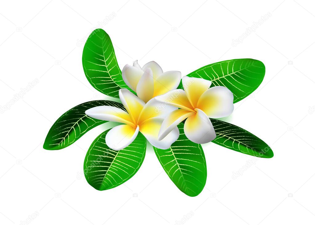 Realistic white-yellow plumeria (frangipani) flowers with green leaves isolated on white background. Vector illustration