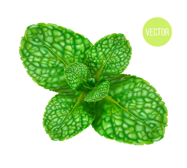 Mint Leaves Realistic Vector Icon — Stock Vector