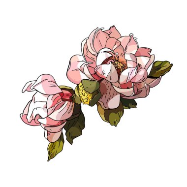 Magnolia çiçek vektör çizimi. Geçmiş tebrik kartları ve düğün davetiyeleri için mükemmel. Doğum günü, Sevgililer Günü, Anneler Günü.