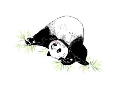 siyah ve beyaz doğrusal boya panda vektör çizimi