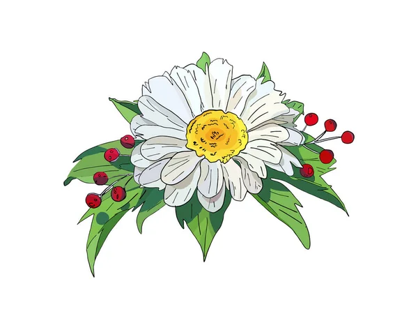 Manzanilla Aislada Sobre Fondo Blanco Ilustración Vectorial Flores Margaritas Blancas — Vector de stock