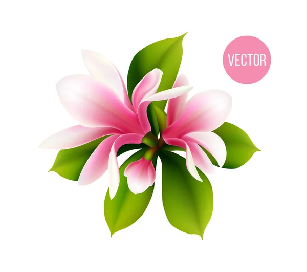 Magnolia Bloem Achtergrond Vectorillustratie — Stockvector