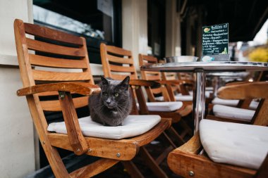 Restoranların yaz verandasında gri bir kedi sandalyede oturuyor.. 