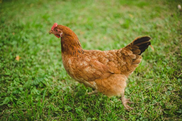 Aldea de pollo en la hierba verde —  Fotos de Stock