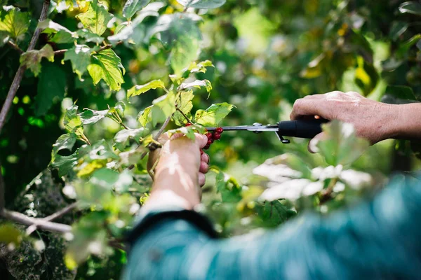 Cut with scissors ripe berries of red cranberries in the garden.