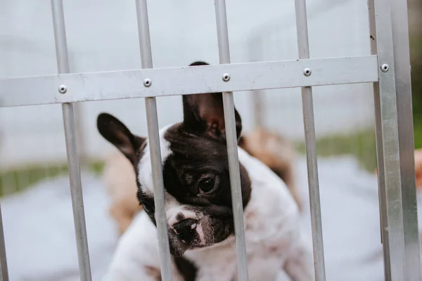 Beautiful puppies of the French Bulldog breed in a cage