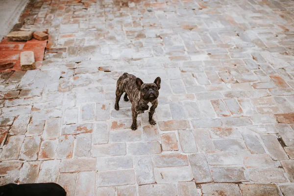 Красивая Собака Разводит Французского Бульдога Дворе — стоковое фото