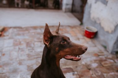 Bahçedeki güzel bir köpek yetiştiricisine yaklaş.