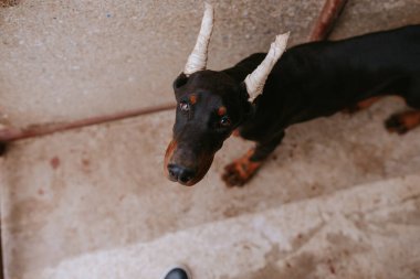Avluda güzel bir siyah köpek türü doberman.