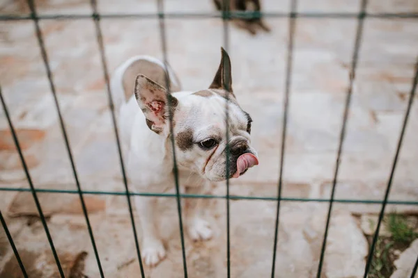 Крупным Планом Красивая Собака Разводит Французского Бульдога Клетке — стоковое фото